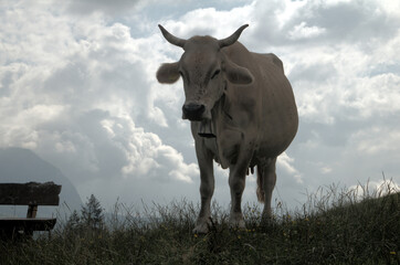 Swiss brown cow with intact horns on Flumserberg, Swiss Alps