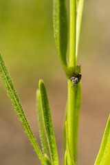 Jumping spider creeping around a green plant stalk