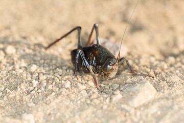 Up close macro black mormon cricket on sandy desert ground