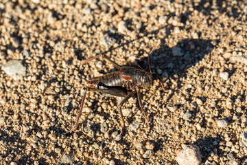 Up close macro black mormon cricket on sandy desert ground