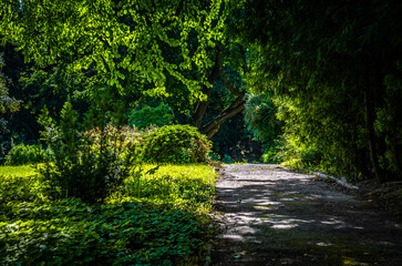 Naklejka na ściany i meble Green avenue of love - botanical park in Lublin.