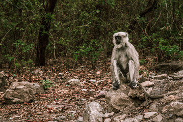a big gray monkey with a long tail sits on a stone in the forest