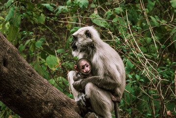 a big gray monkey with his baby sitting on a tree 2