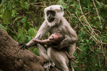 a big gray monkey with his baby sitting on a tree 3