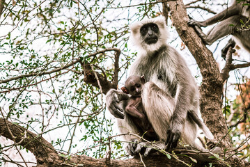 a big gray monkey with his baby sitting on a tree