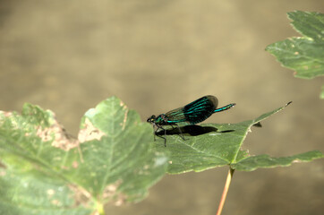 Banded demoiselle male (Calopteryx splendens) by the Isar river in Münich