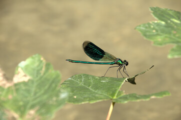 Banded demoiselle male (Calopteryx splendens) by the Isar river in Münich