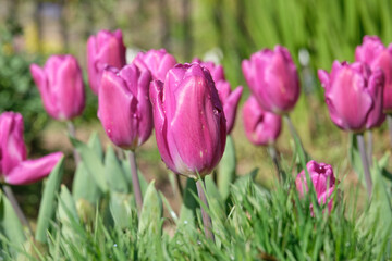 tulips in spring