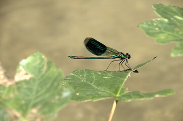 Banded demoiselle male (Calopteryx splendens) by the Isar river in Münich