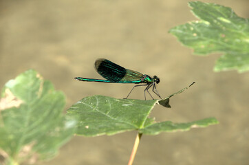 Banded demoiselle male (Calopteryx splendens) by the Isar river in Münich