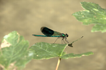 Banded demoiselle male (Calopteryx splendens) by the Isar river in Münich