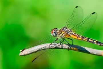 Spot-winged glider dragonfly landing on the iron wire