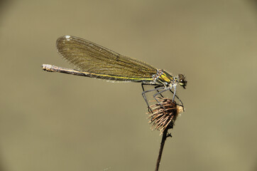 Banded demoiselle female (Calopteryx splendens) by the Isar river in Münich