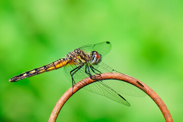 Spot-winged glider dragonfly landing on the iron wire