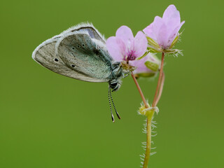 The common blue butterfly Polyommatus icarus on a forest flower on a glade on a summer day