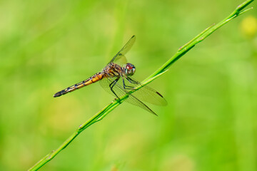 Spot-winged glider dragonfly landing on the grass