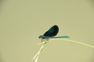 Banded demoiselle male (Calopteryx splendens) by the Isar river in Münich