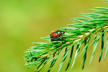 Japanese beetle on pine needles