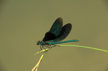 Banded demoiselle male (Calopteryx splendens) by the Isar river in Münich