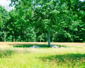 Obraz premium Golden fescue grass field and green trees