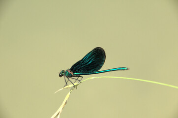 Banded demoiselle male (Calopteryx splendens) by the Isar river in Münich