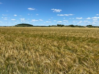 Getreidefeld, Baumreihe im Horizont, blauer Himmel