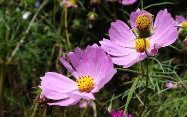 Obraz premium purple crocus flowers