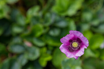 Close up of one purple poppy flower and one small bloom