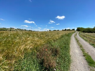 Feldweg entlang am Getreidefeld mit blauer Himmel