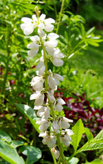 white flowers in the park