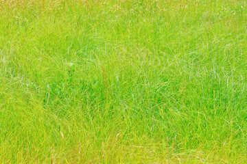 Close up view of fescue grass field - natural background