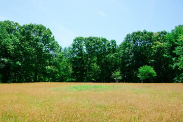 Golden fescue grass field and green trees