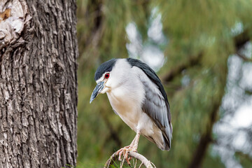 Black-crowned night heron on a tree branch. Selective focus.