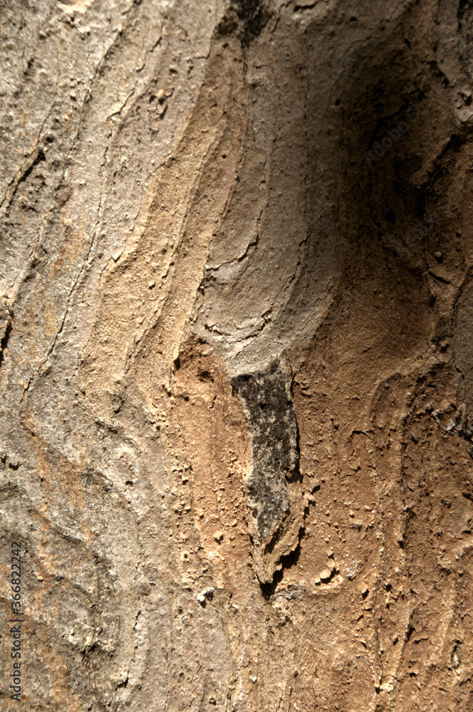 Wall mural abstract patterns on maple bark formed by light and shadow on whorled ridges