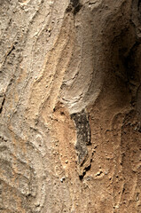 Abstract patterns on maple bark formed by light and shadow on whorled ridges