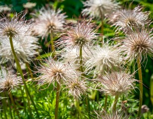 Clematis seed heads have a strange feathery look with thread-like tails