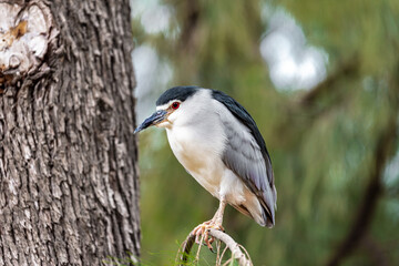 Black-crowned night heron close-up on a tree branch. Selective focus. 
