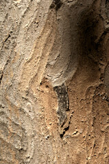 Abstract patterns on maple bark formed by light and shadow on whorled ridges