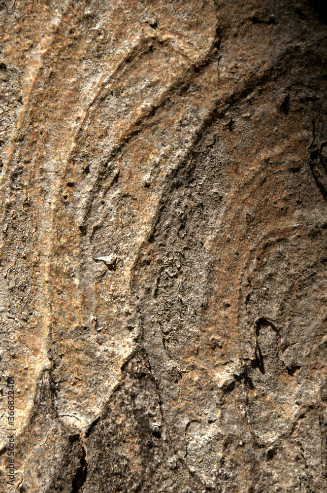 Wall mural abstract patterns on maple bark formed by light and shadow on whorled ridges