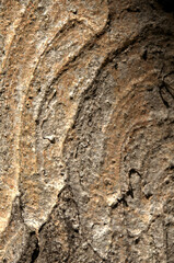 Abstract patterns on maple bark formed by light and shadow on whorled ridges