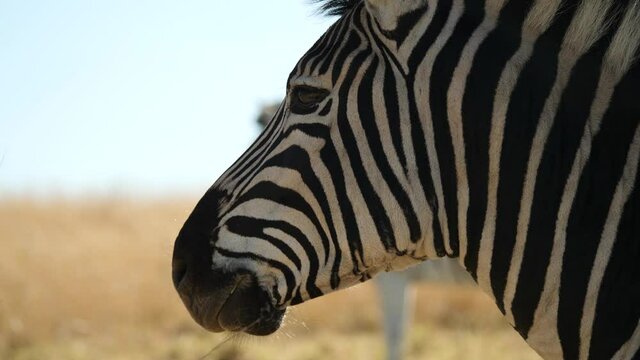 Plains Zebra in Natural Habitat, South Africa