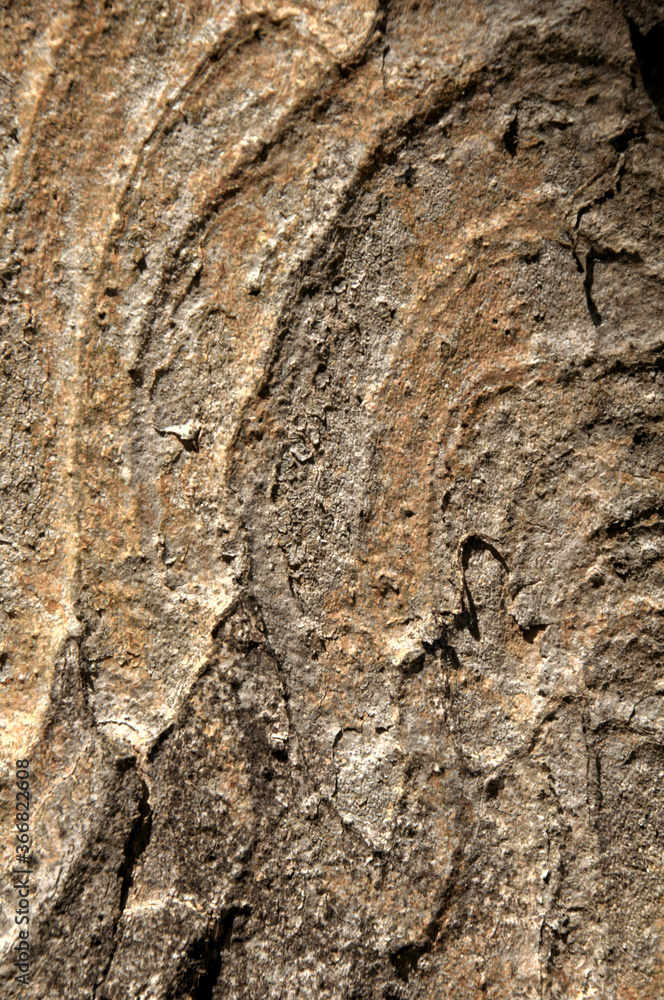Wall mural abstract patterns on maple bark formed by light and shadow on whorled ridges