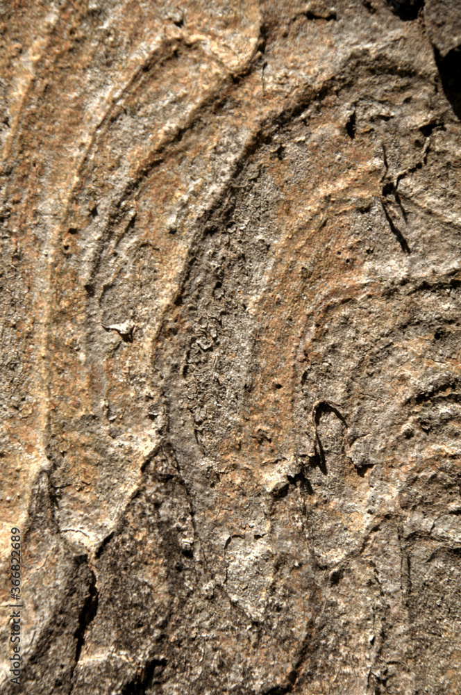 Wall mural abstract patterns on maple bark formed by light and shadow on whorled ridges