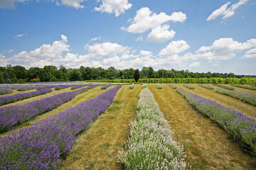 Naklejka na ściany i meble Landscape with rows of lavender in bloom