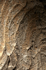 Abstract patterns on maple bark formed by light and shadow on whorled ridges