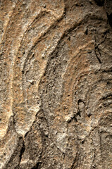 Abstract patterns on maple bark formed by light and shadow on whorled ridges