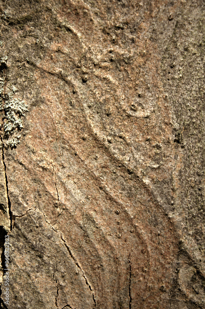 Wall mural abstract patterns on maple bark formed by light and shadow on whorled ridges