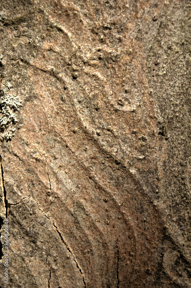 Wall mural abstract patterns on maple bark formed by light and shadow on whorled ridges