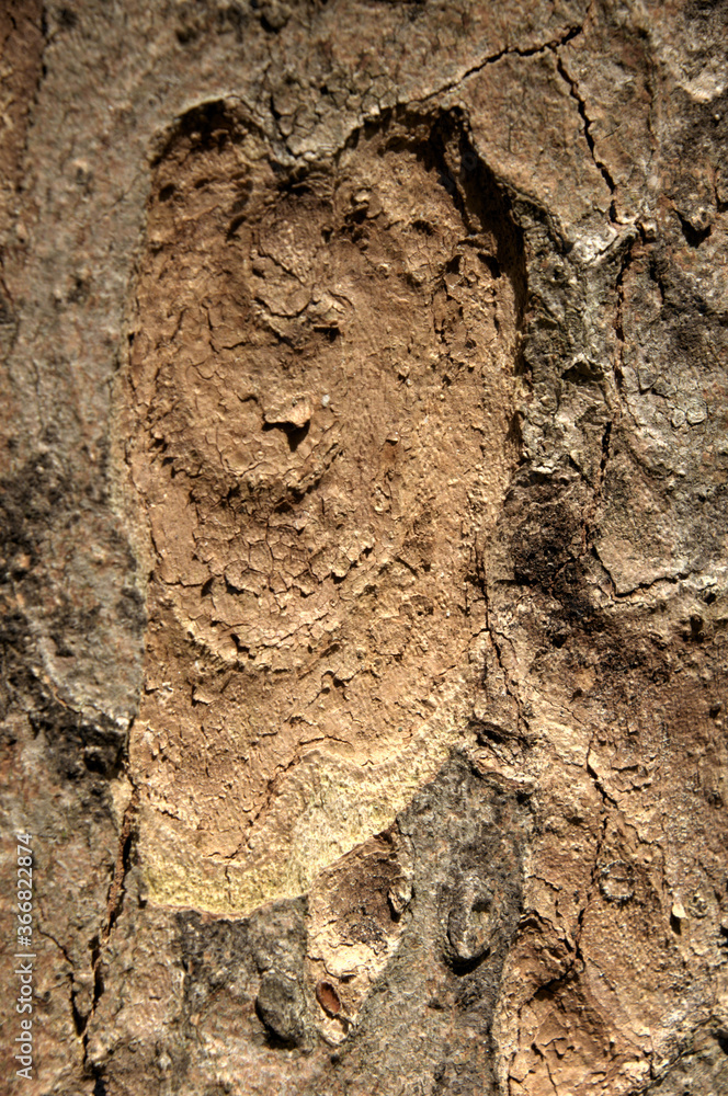 Wall mural abstract patterns on maple bark formed by light and shadow on whorled ridges