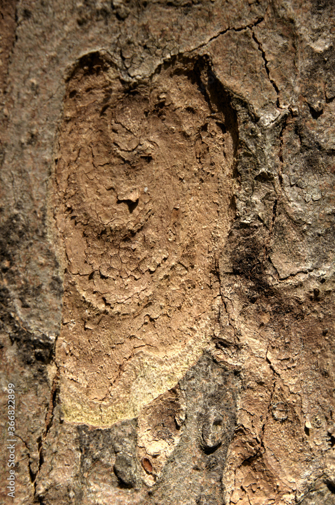 Canvas Prints abstract patterns on maple bark formed by light and shadow on whorled ridges
